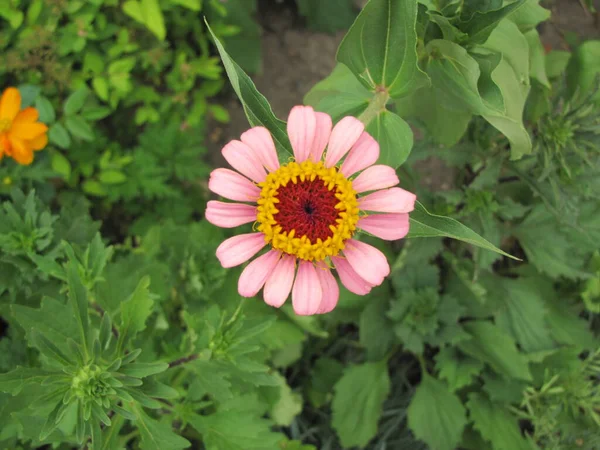 Blumen Grünen Gras Frühlingszeit Sonniger Tag — Stockfoto