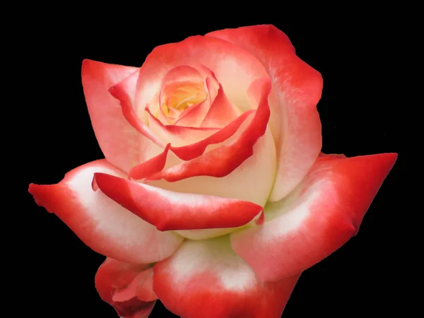 Bella Rosa Isolata Sfondo Nero Nobili Fiori Bel Fiore Regalo — Foto Stock
