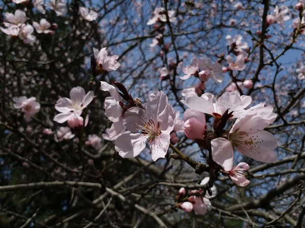 Flor Albaricoque Las Primeras Flores Primavera Día Soleado — Foto de Stock