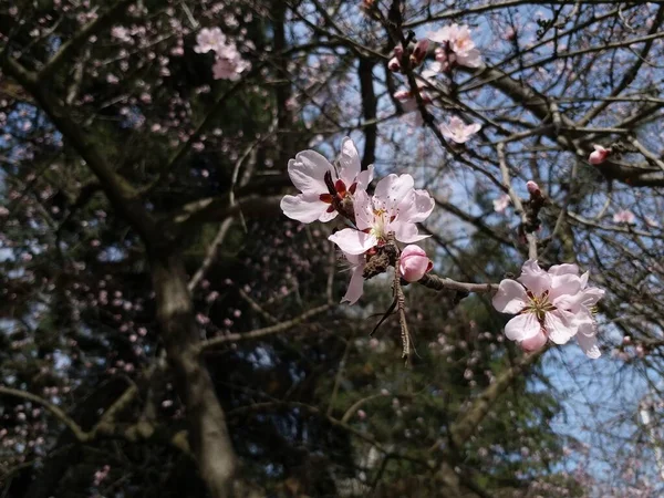 Kayısı çiçeği. Baharın ilk çiçekleri. Güneşli bir gün.