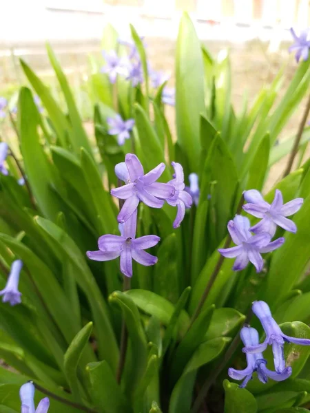 Roze Bloemen Groen Gras Voorjaarstijd Zonnige Dag — Stockfoto