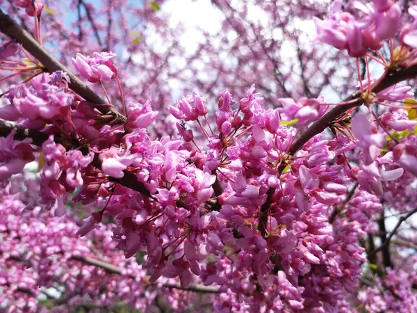 Ramos Árvores Com Pequenas Flores Rosa Hora Primavera Dia Ensolarado — Fotografia de Stock