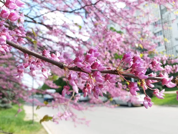 Ramos Árvores Com Pequenas Flores Rosa Hora Primavera Dia Ensolarado — Fotografia de Stock