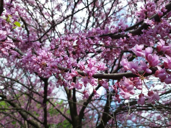 Trädgrenar Med Små Rosa Blommor Det Vår Solig Dag — Stockfoto