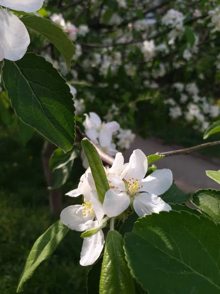 Árbol Floreciente Floración Primavera Flores Blancas Árbol Frutal Los Manzanos — Foto de Stock
