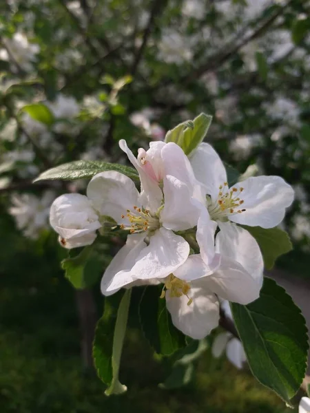 Uma Árvore Com Flores Floração Primavera Flores Brancas Uma Árvore — Fotografia de Stock