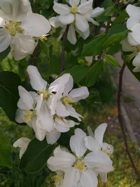 Uma Árvore Com Flores Floração Primavera Flores Brancas Uma Árvore — Fotografia de Stock