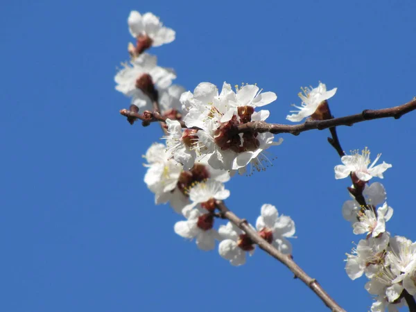 Çiçek Açan Bir Ağaç Bahar Çiçekleri Meyve Ağacında Beyaz Çiçekler — Stok fotoğraf