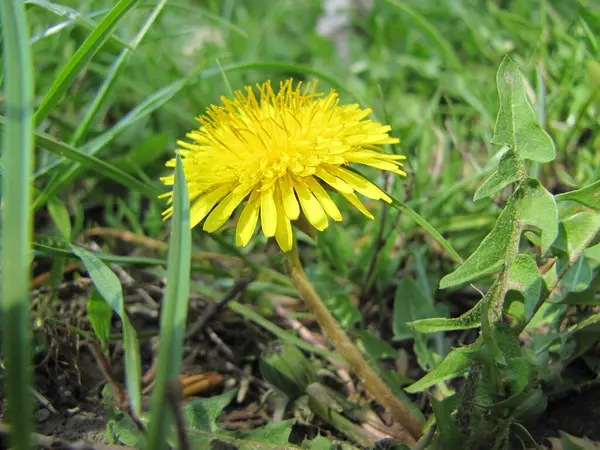 Löwenzahn Grünen Gras Frühlingszeit Sonniger Tag — Stockfoto