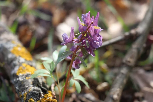 İlkbaharda açan küçük renkli çiçekler. Bahar ormanı güneşli bir günde