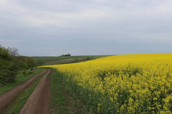 Campo Colza Amarelo Brilhante Antes Tempestade Flores Antes Uma Tempestade — Fotografia de Stock