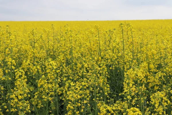 Campo Colza Amarelo Brilhante Antes Tempestade Flores Antes Uma Tempestade — Fotografia de Stock