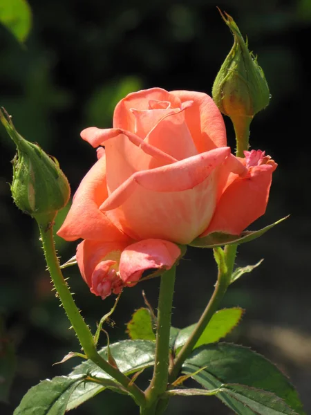 Preciosa Rosa Aislada Sobre Fondo Negro Flores Nobles Una Hermosa — Foto de Stock