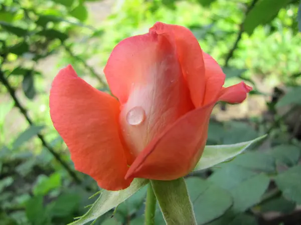 Indah Mawar Terisolasi Latar Belakang Hitam Bunga Mulia Sebuah Bunga — Stok Foto