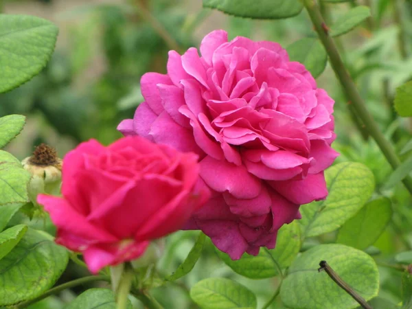 Krásná Růže Izolovaná Černém Pozadí Vznešené Květiny Krásná Květina Jako — Stock fotografie