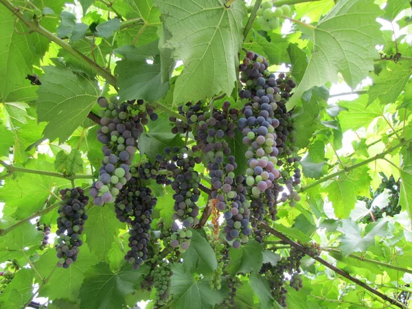 Grape Race Green Leaves Ripe Grapes — Stock Photo, Image