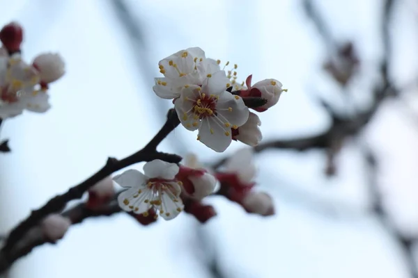 Flores Brancas Brilhantes Damasco Cereja Maçã Flor Ameixa Árvores Fruto — Fotografia de Stock