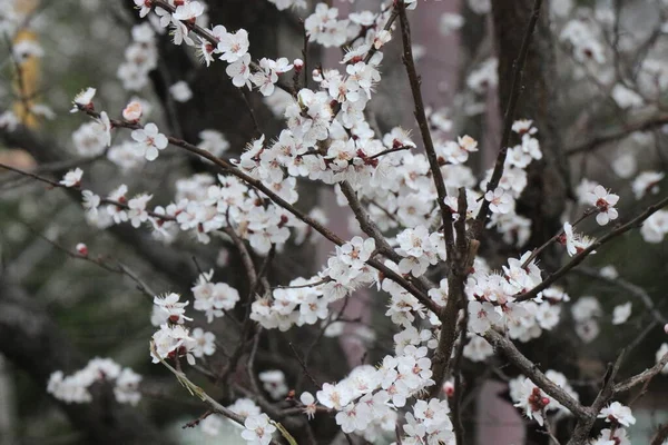 明亮的白色花朵 春天的果树 未来的水果 — 图库照片