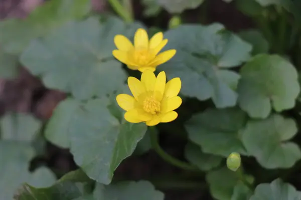 Gelber Narziss Frühlingsblume Sonniger Tag — Stockfoto