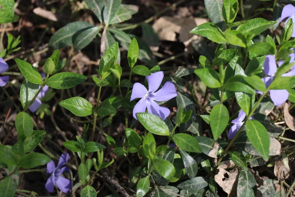 Bloeiende Boom Vroege Lente Prachtig Uitzicht Trekt Het Oog Romantische — Stockfoto