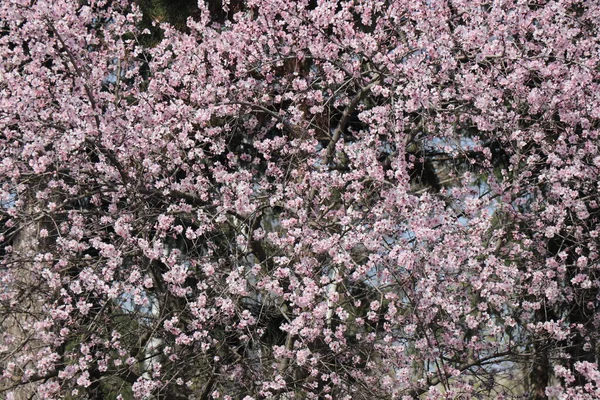 Flores Blancas Brillantes Albaricoque Cerezo Manzana Ciruela Árboles Frutales Primavera — Foto de Stock