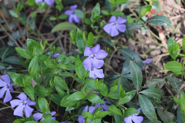 Bloeiende Boom Vroege Lente Prachtig Uitzicht Trekt Het Oog Romantische — Stockfoto