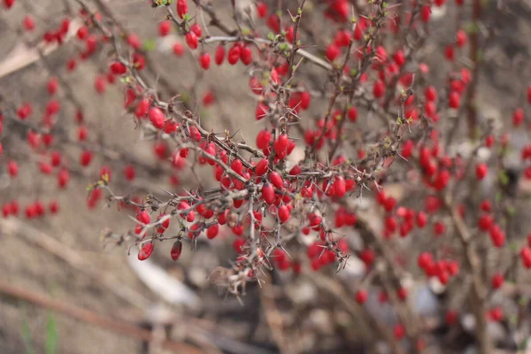 Czerwone Owoce Ciernisty Krzak Wiosna — Zdjęcie stockowe