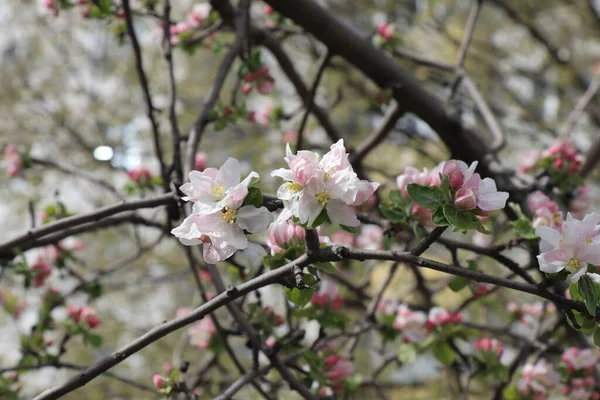 Flores Blancas Brillantes Albaricoque Cerezo Manzana Ciruela Árboles Frutales Primavera — Foto de Stock