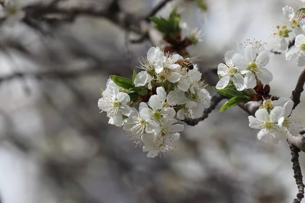 Flores Blancas Brillantes Albaricoque Cerezo Manzana Ciruela Árboles Frutales Primavera — Foto de Stock