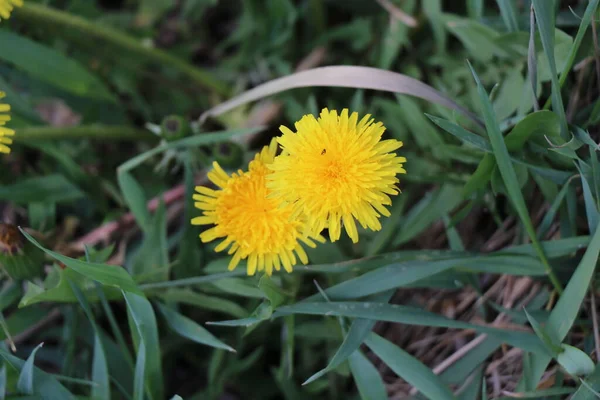 Dente Leão Relva Verde Hora Primavera Dia Ensolarado — Fotografia de Stock