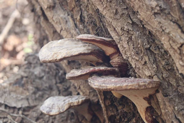 Cogumelos Uma Árvore Hora Primavera Dia Ensolarado — Fotografia de Stock
