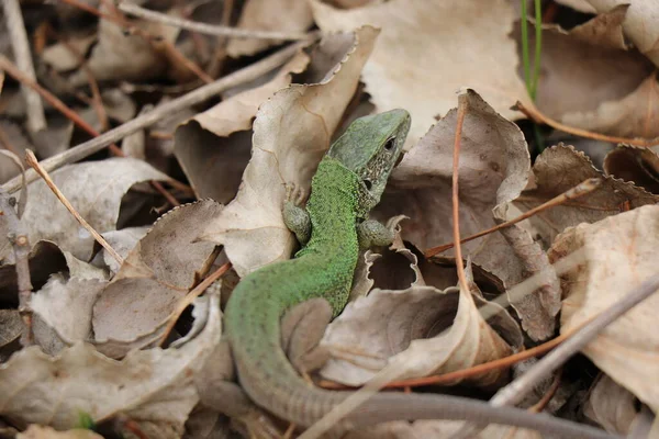 Kleine Eidechse Grünes Reptil Frühlingszeit Sonniger Tag — Stockfoto