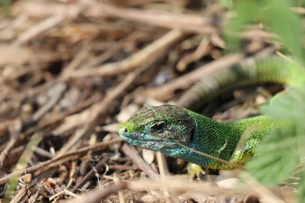 Kleine Eidechse Grünes Reptil Frühlingszeit Sonniger Tag — Stockfoto