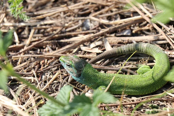 Kleine Eidechse Grünes Reptil Frühlingszeit Sonniger Tag — Stockfoto