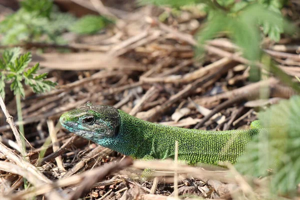 Kleine Eidechse Grünes Reptil Frühlingszeit Sonniger Tag — Stockfoto