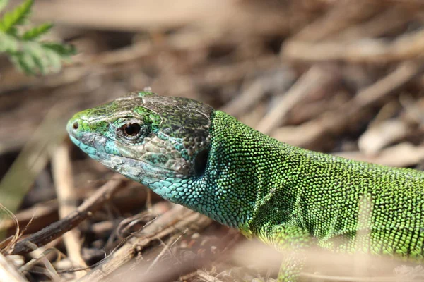 Kleine Eidechse Grünes Reptil Frühlingszeit Sonniger Tag — Stockfoto