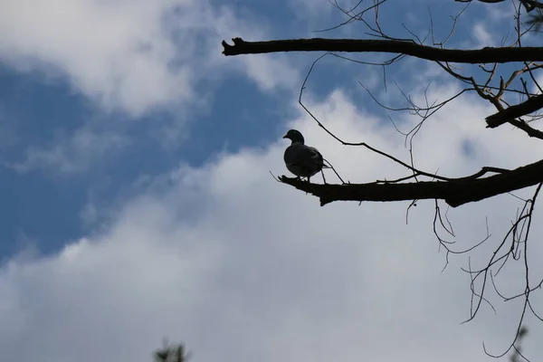 树上的小啄木鸟树枝上的鸟 住在春天森林里的鸟儿 — 图库照片