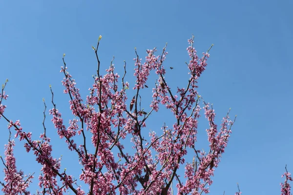 Ramos Árvores Com Pequenas Flores Rosa Hora Primavera Dia Ensolarado — Fotografia de Stock