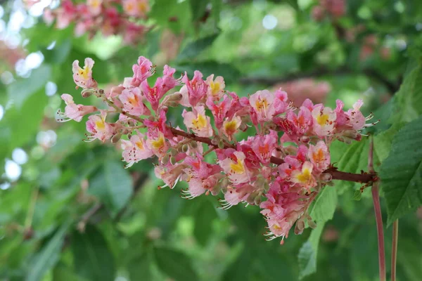 Rosafarbene Kastanienblüten Tautropfen Große Blüten Grünen Blättern Nach Regen — Stockfoto