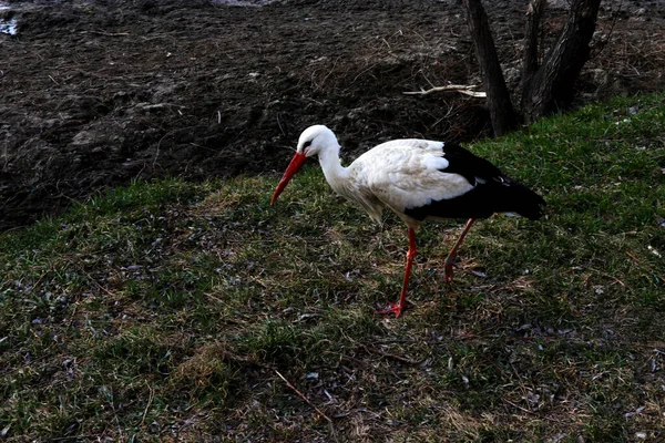 ドニエステル川の岸にコウノトリ 川のビーチで黒と白の鳥 人に慣れた鳥 — ストック写真