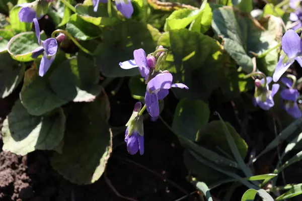 Roze Bloemen Groen Gras Lente Tijd Viooltjes Het Bloembed Zonnige — Stockfoto