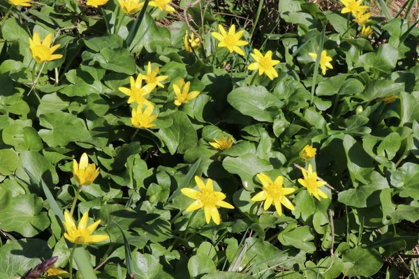 Fiori Gialli Erba Verde All Inizio Della Primavera Una Radura — Foto Stock