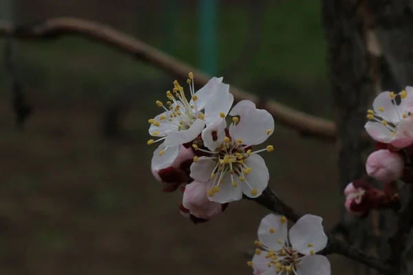 Яркие Белые Цветы Абрикос Вишня Яблоко Слива Весной Фруктовые Деревья — стоковое фото