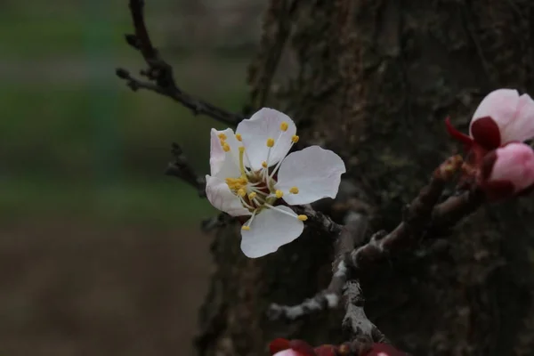 Fleurs Blanches Brillantes Abricot Cerisier Pomme Fleur Prunier Arbres Fruitiers — Photo