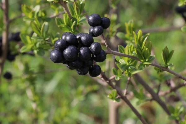 Svarta Bär Vårbuskens Grenar Med Unga Blad Buskar Vårträdgården Promenad — Stockfoto