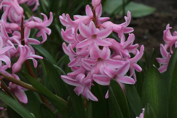Orange Pink White Purple Hyacinths Bright Juicy Spring Flowers Flowering — Stock Photo, Image