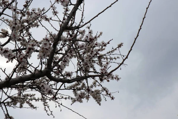 Parlak Beyaz Çiçekler Kayısı Kiraz Elma Erik Çiçeği Lkbaharda Meyve — Stok fotoğraf