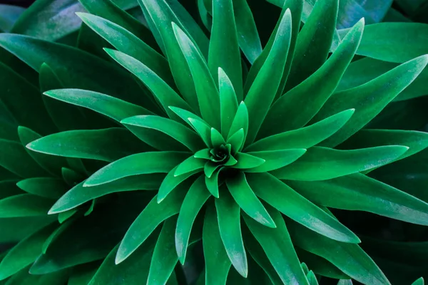 Çiyli yeşil sabah çimleri. Yağmurdan sonraki bahar. Güneşli sabah