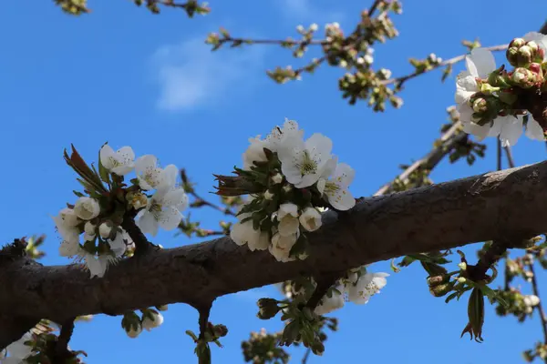 Parlak Beyaz Çiçekler Kayısı Kiraz Elma Erik Çiçeği Lkbaharda Meyve — Stok fotoğraf