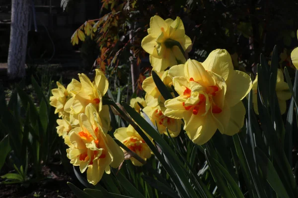 Gelber Narziss Frühlingsblume Sonniger Tag — Stockfoto